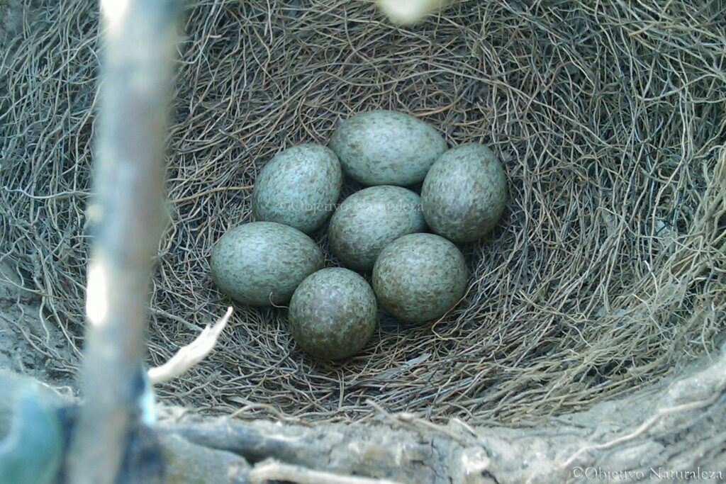 Huevos de urraca común(Pica pica)