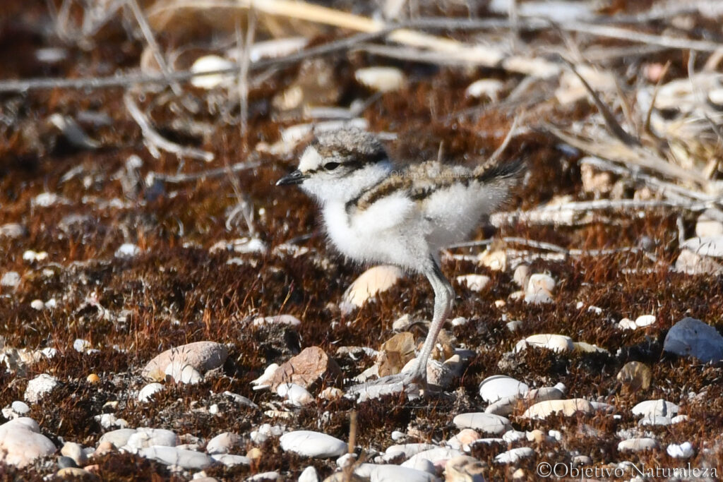 Pollo de chorlitejo chico (Charadrius dubius)