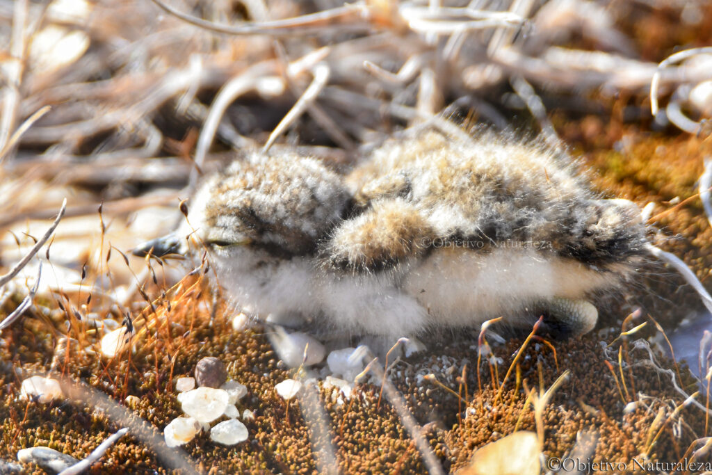 Pollo de chorlitejo chico (Charadrius dubius)