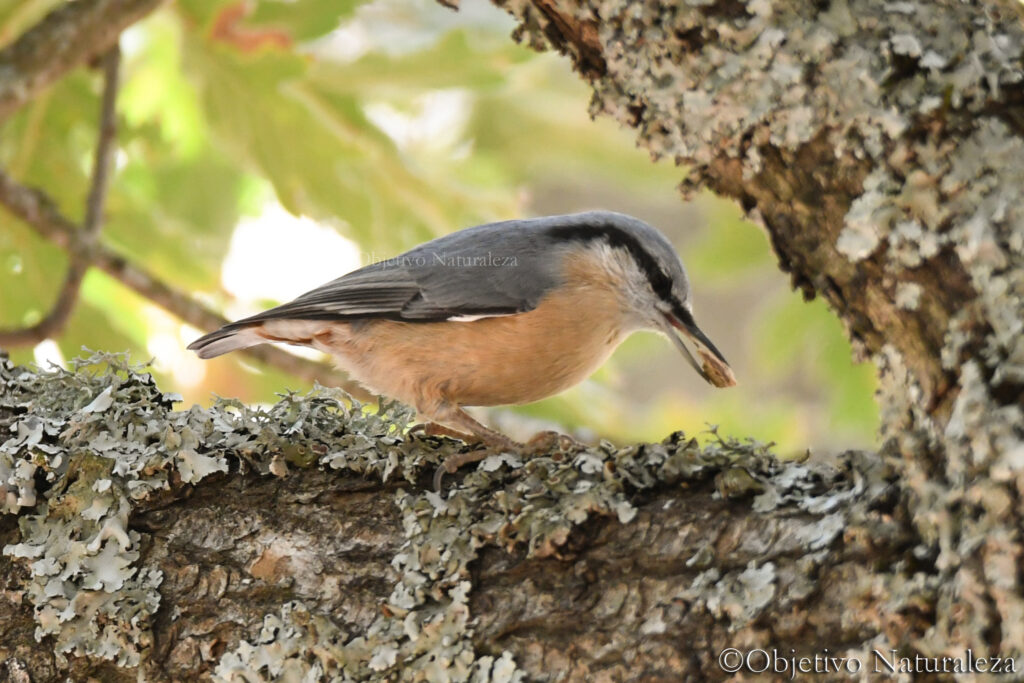 Trepador azul  (Sitta europaea) ​