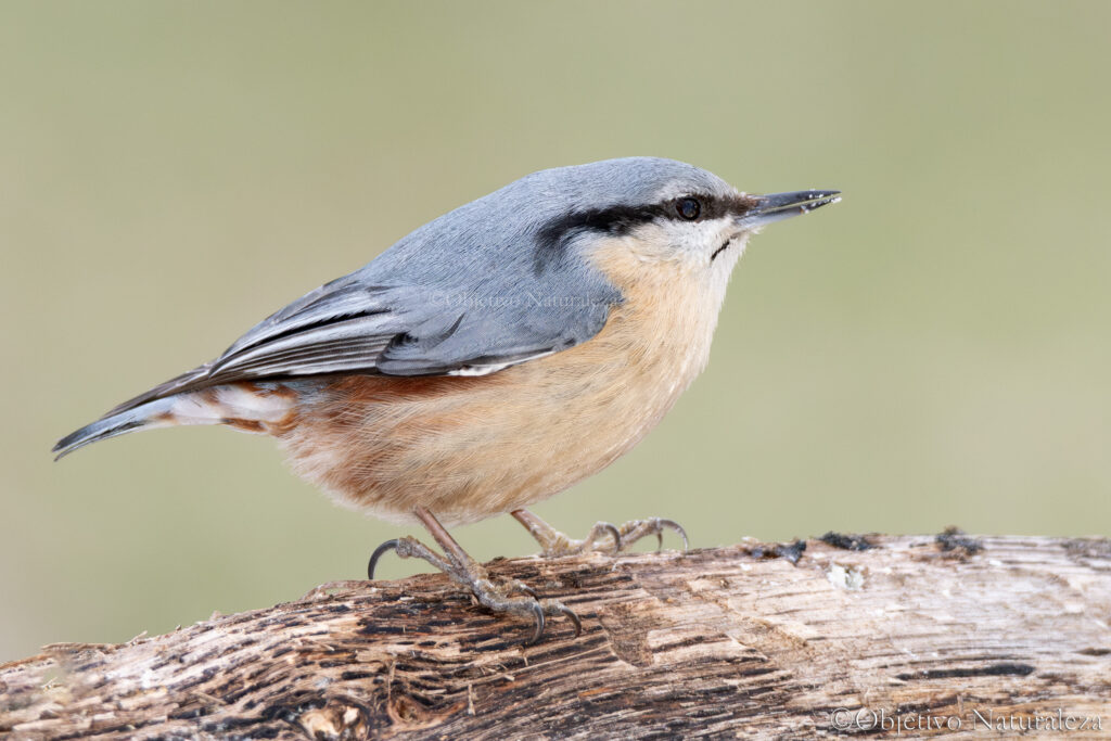 Trepador azul  (Sitta europaea) ​