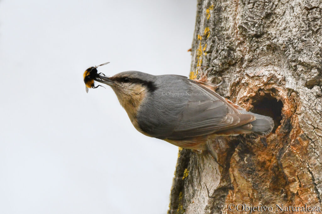 Trepador azul  (Sitta europaea) ​