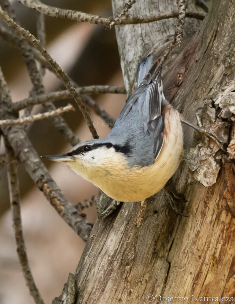 Trepador azul  (Sitta europaea) ​