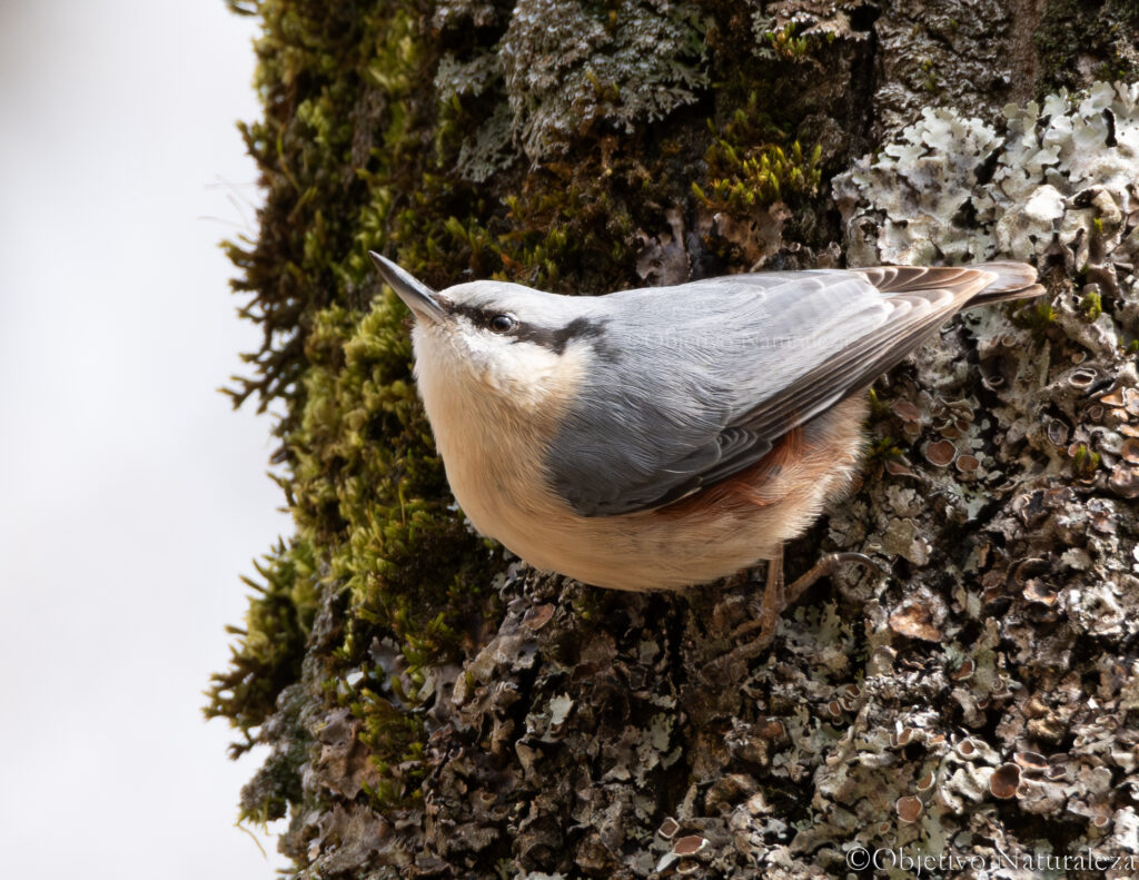 Trepador azul  (Sitta europaea) ​