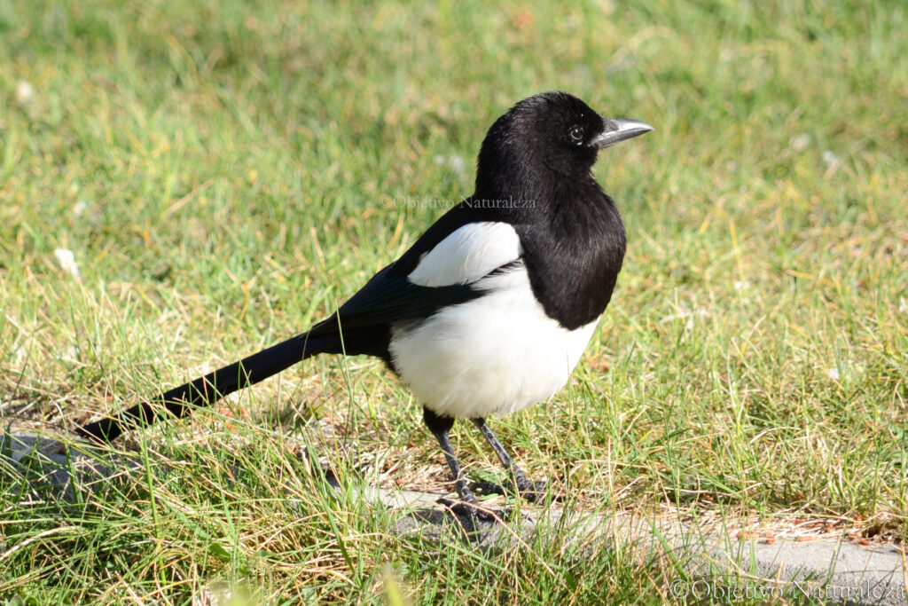 Urraca común(Pica pica)