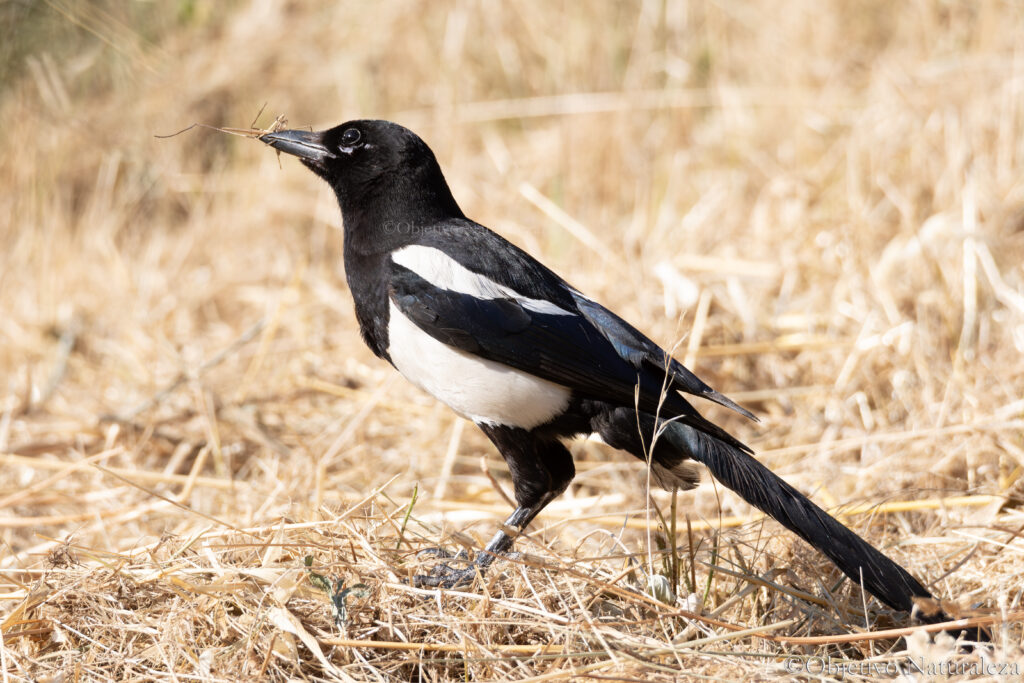 Urraca común(Pica pica)