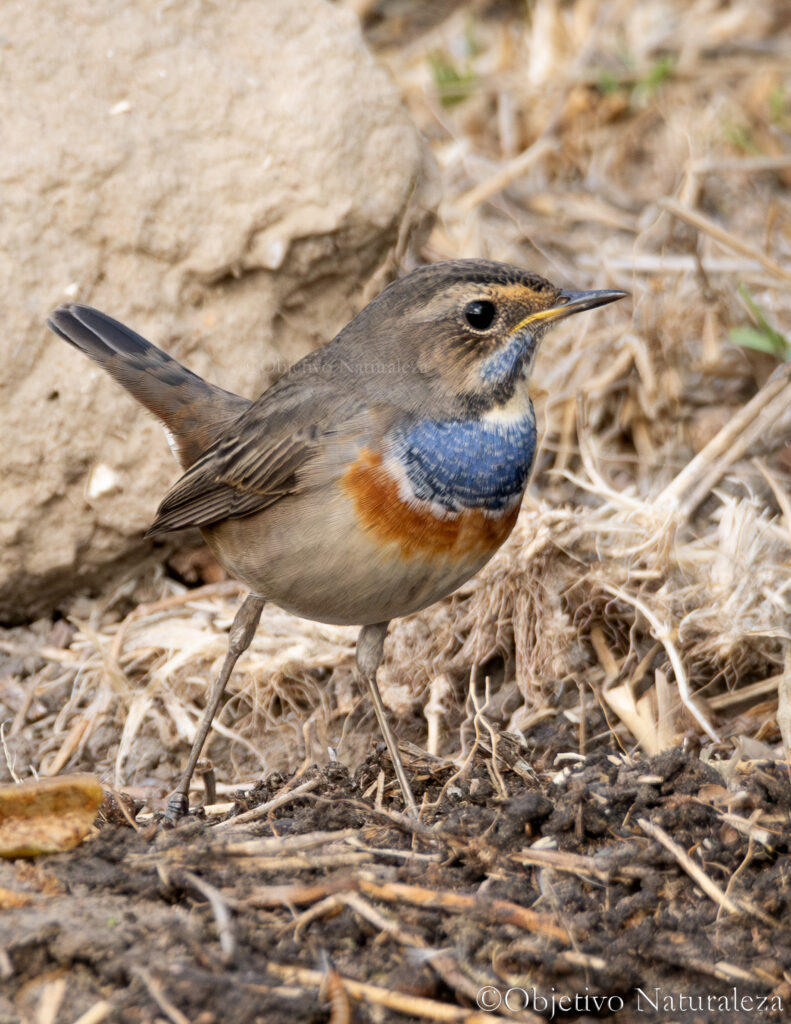 Ruiseñor pechiazul (Luscinia svecica)