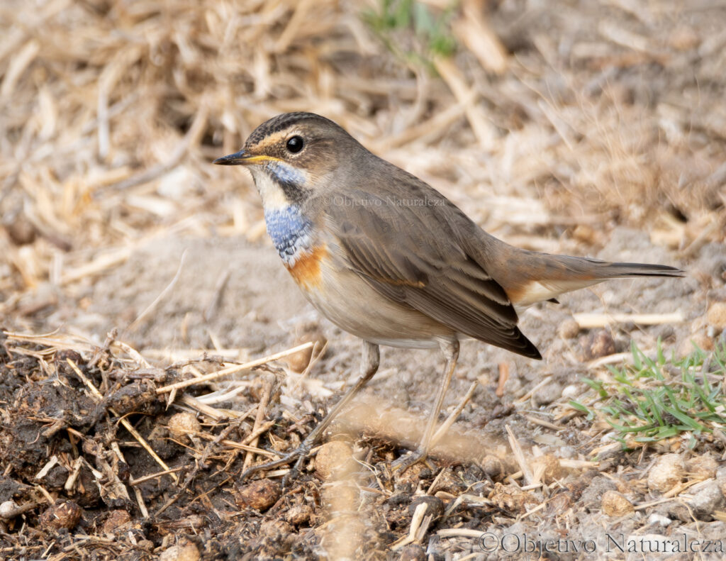 Ruiseñor pechiazul (Luscinia svecica)