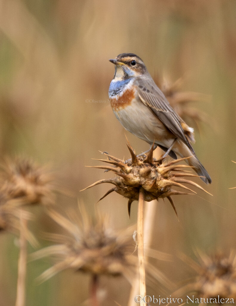 Ruiseñor pechiazul (Luscinia svecica)