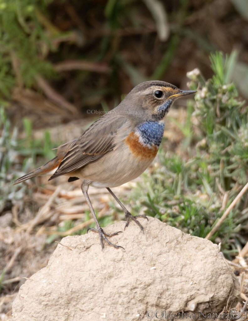 Ruiseñor pechiazul (Luscinia svecica)