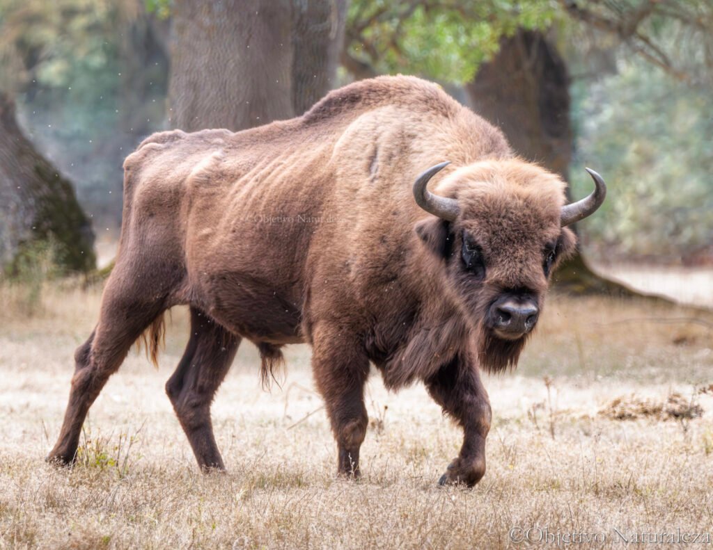 Bisonte europeo (Bison bonasus) 