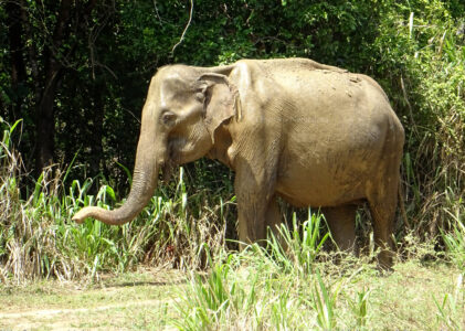 Fotografías de mamíferos