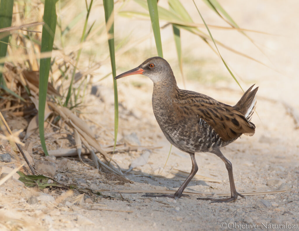 Rascón europeo (Rallus aquaticus)​