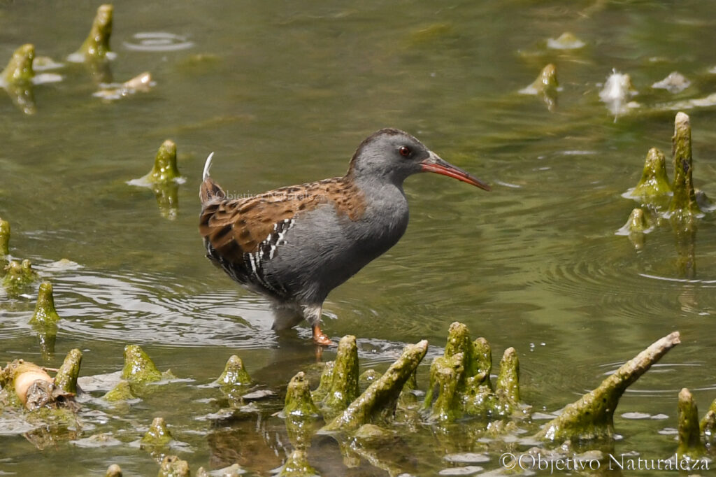 Rascón europeo (Rallus aquaticus)​
