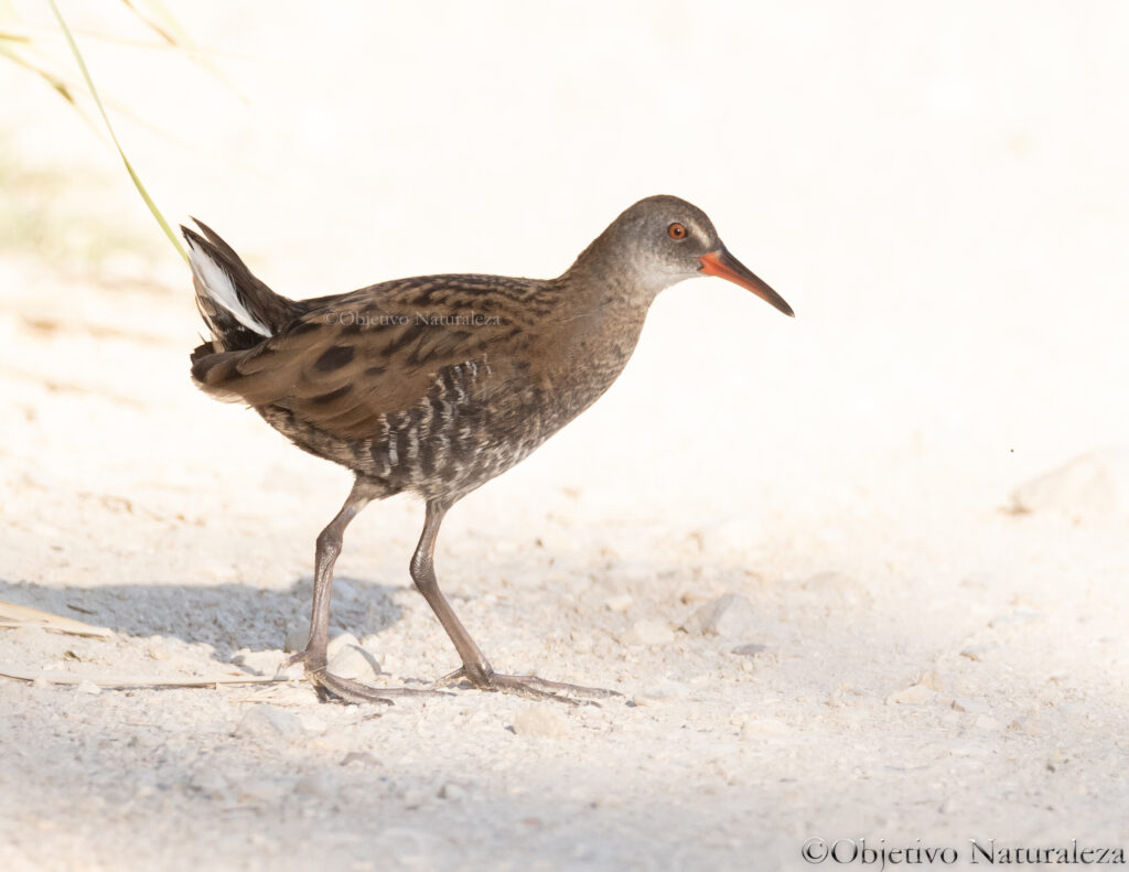 Rascón europeo (Rallus aquaticus)​