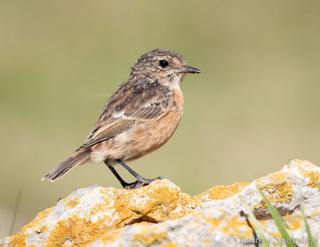 Tarabilla europea (Saxicola rubicola)