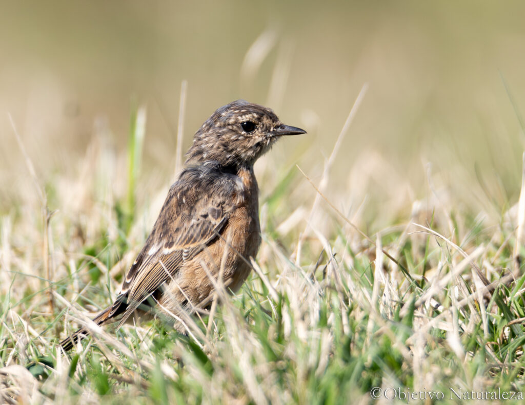 Tarabilla europea (Saxicola rubicola)