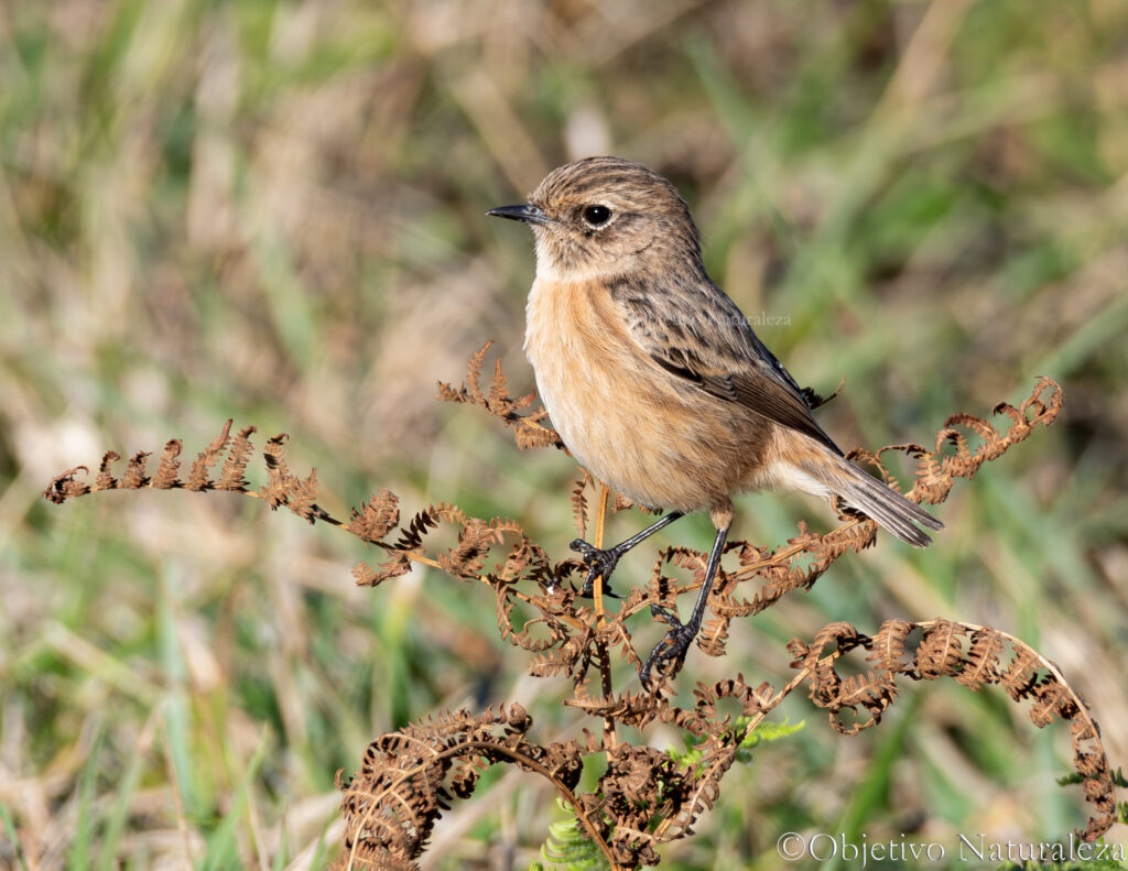 Tarabilla europea hembra (Saxicola rubicola)