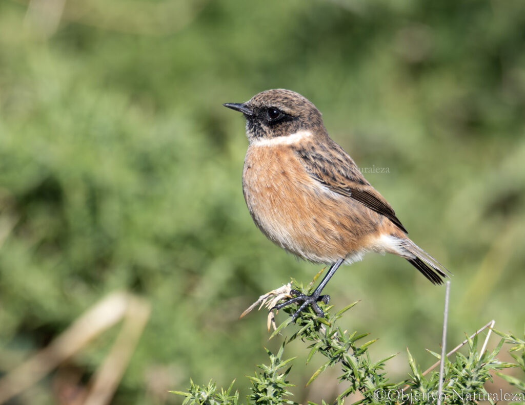 Tarabilla europea macho (Saxicola rubicola)