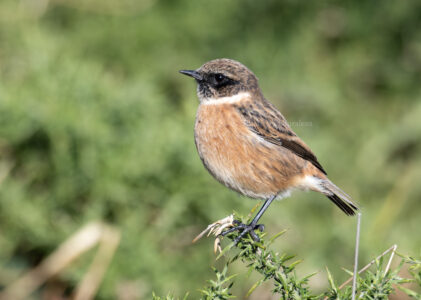 Tarabilla europea