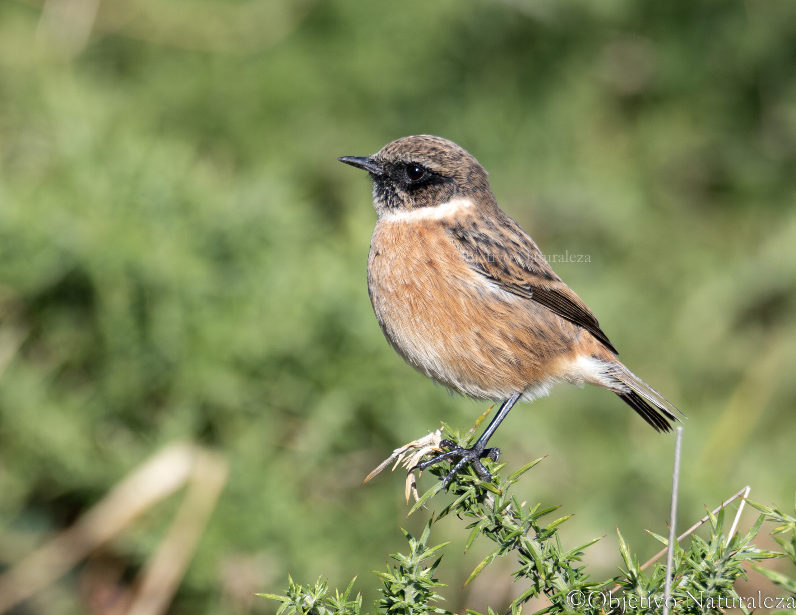 Tarabilla europea