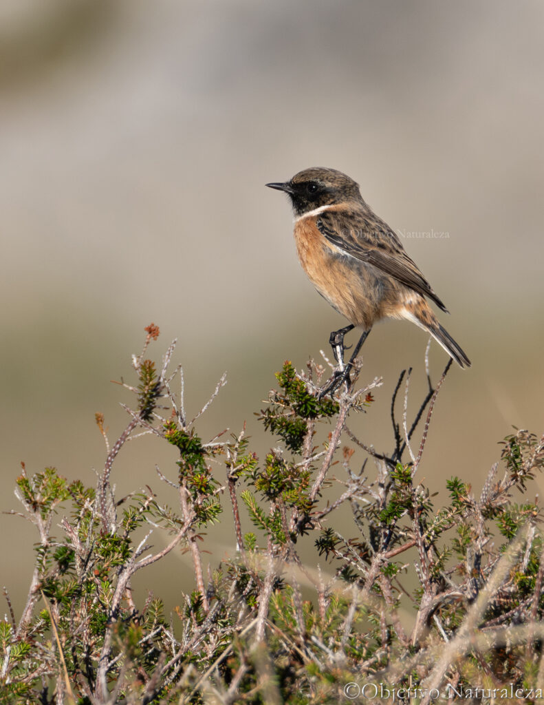 Tarabilla europea macho (Saxicola rubicola)