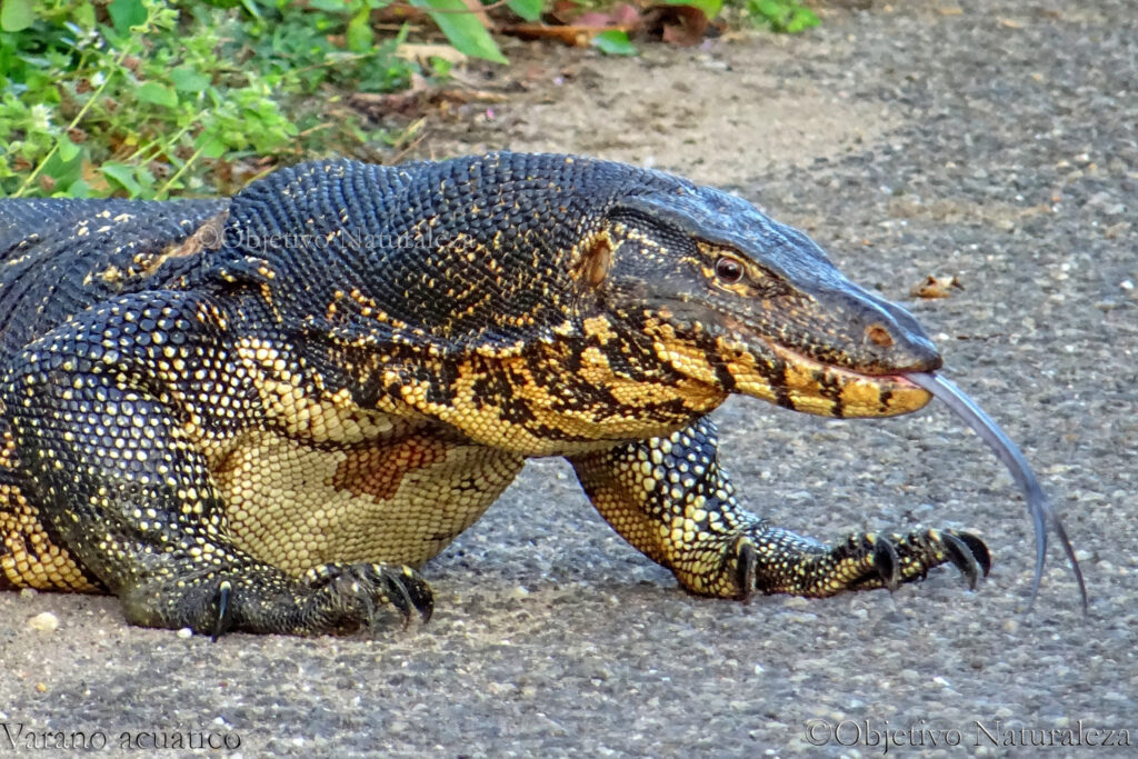 Varano acuático (Varanus salvator)