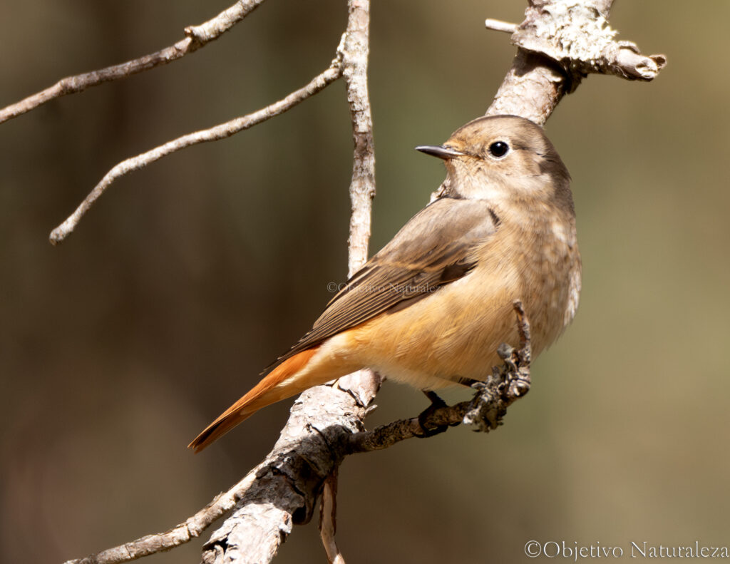 Colirrojo real (Phoenicurus phoenicurus)