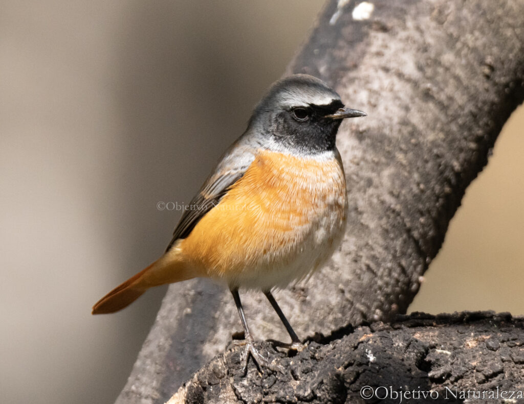 Colirrojo real (Phoenicurus phoenicurus)