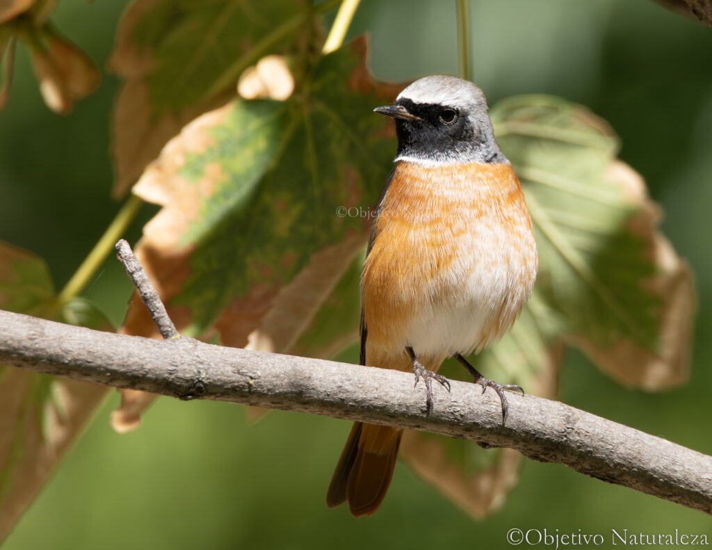 Colirrojo real (Phoenicurus phoenicurus)