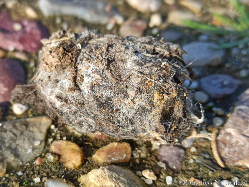 Egagrópila de lechuza