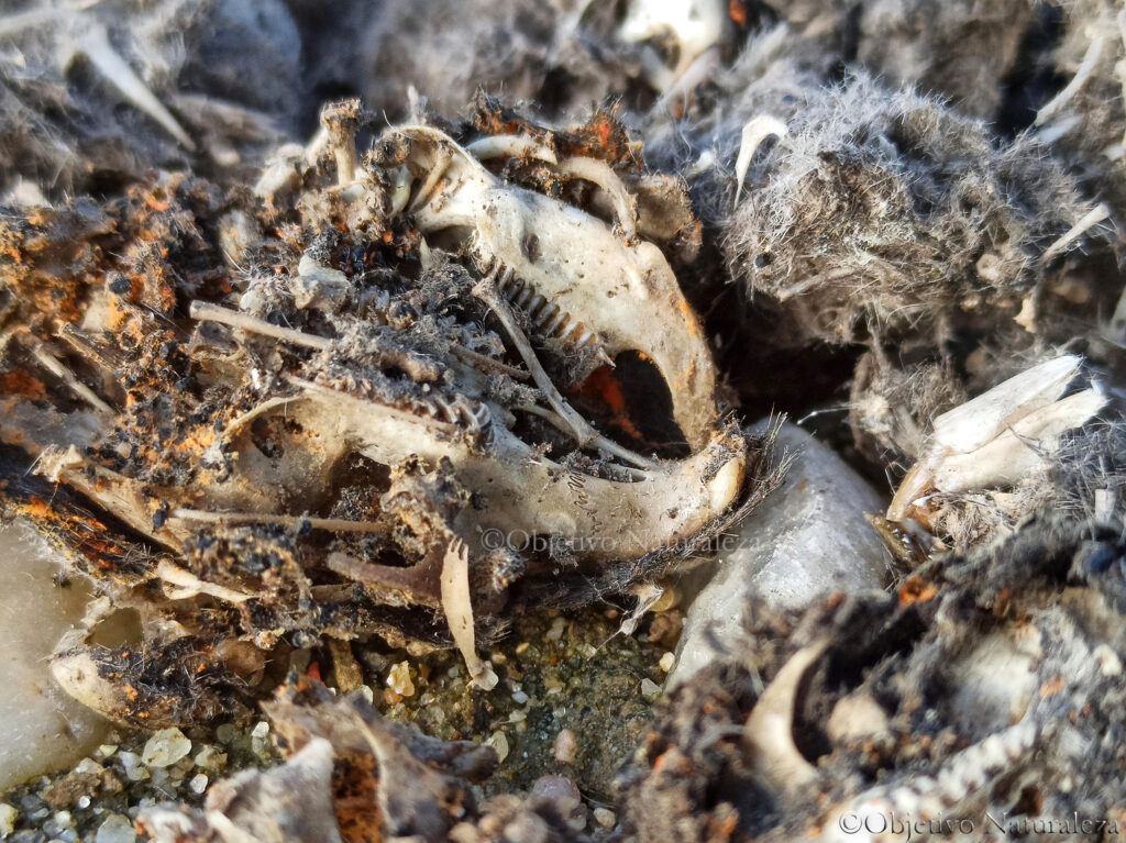 Restos dentro de la egagrópila de la lechuza