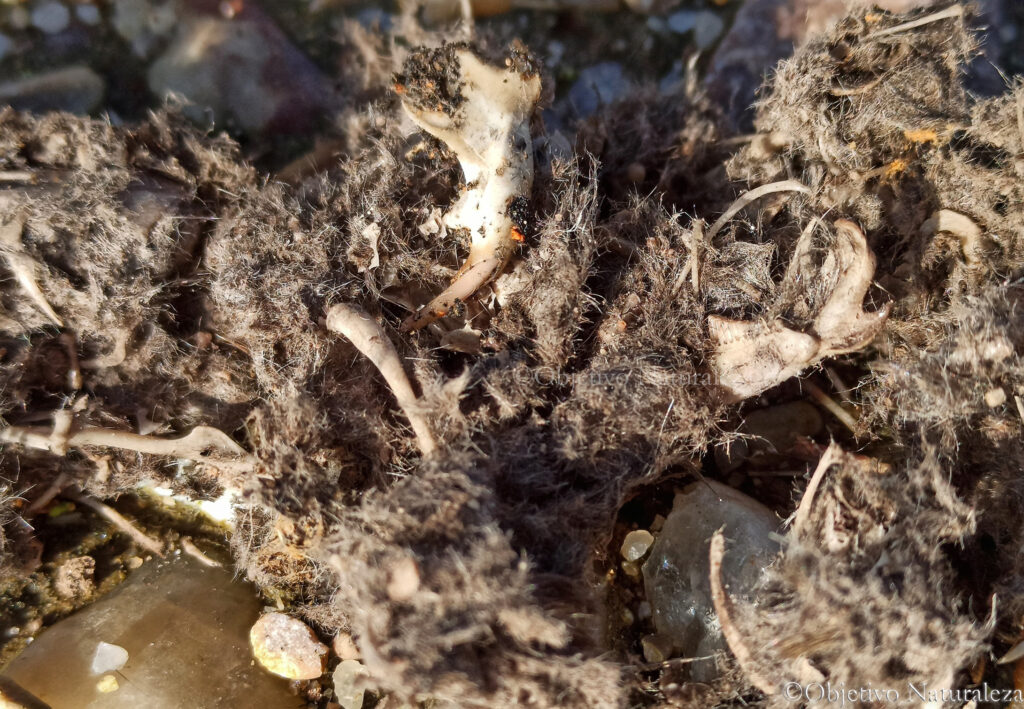 Restos dentro de la egagrópila de la lechuza