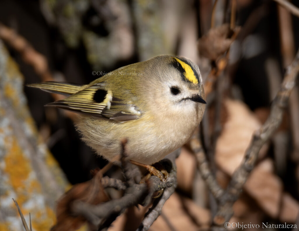 Reyezuelo sencillo (Regulus regulus) 