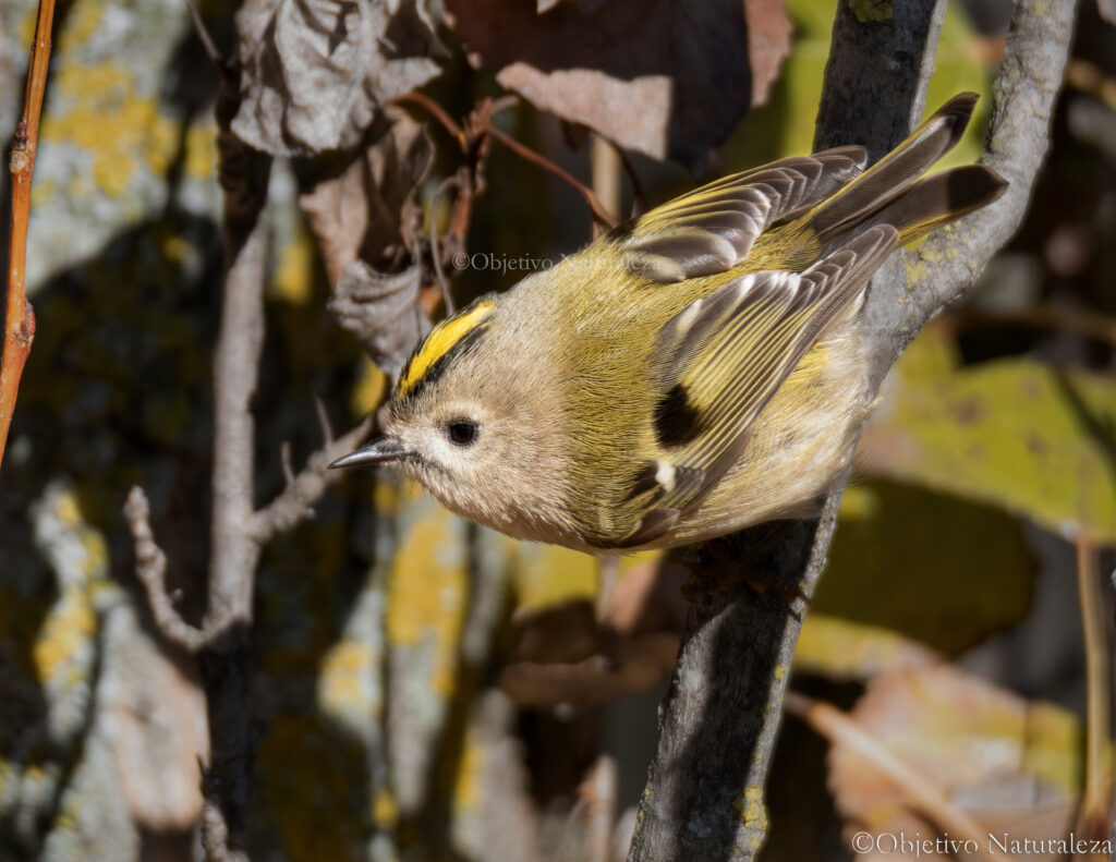 Reyezuelo sencillo (Regulus regulus) 