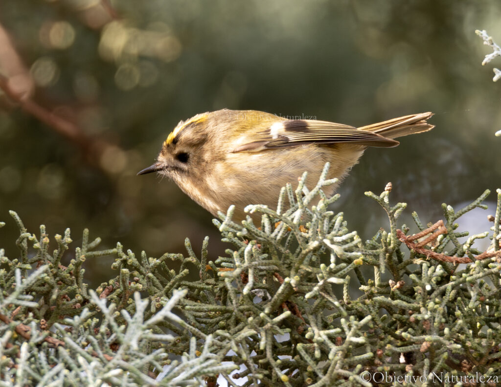 Reyezuelo sencillo (Regulus regulus) 