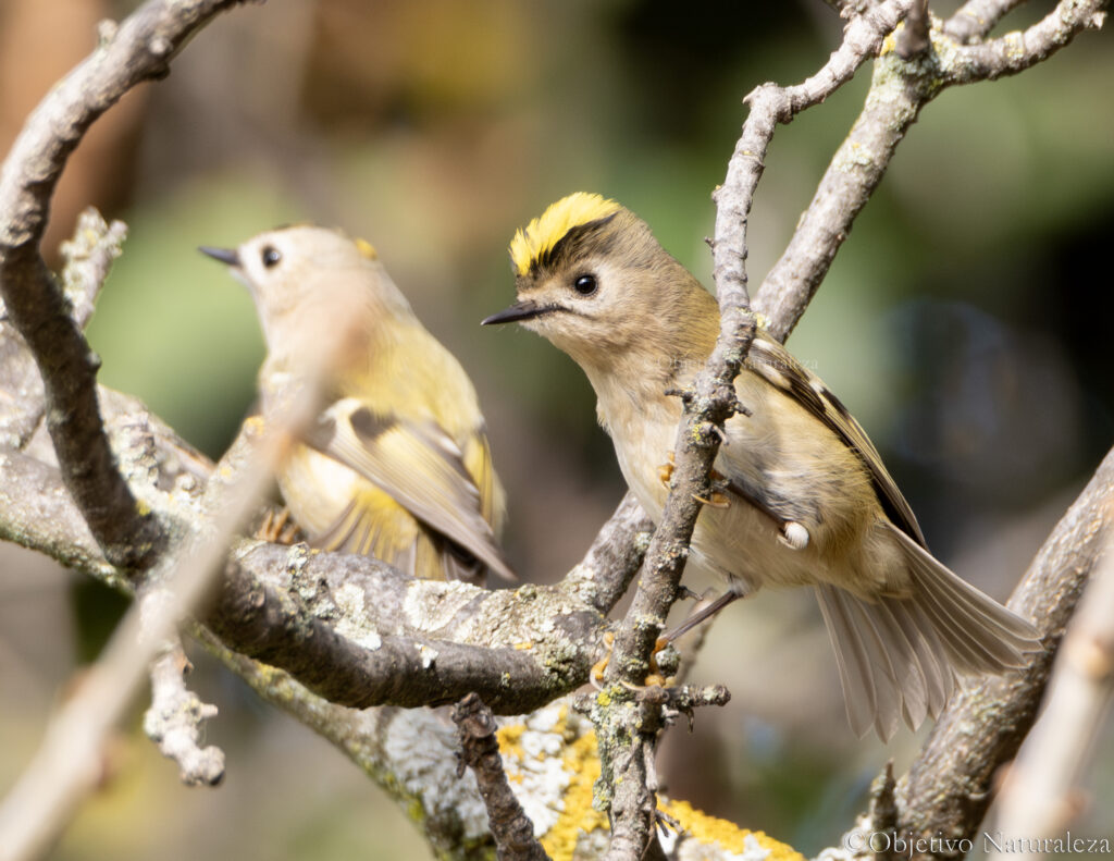 Reyezuelo sencillo (Regulus regulus) 