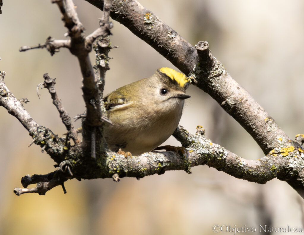 Reyezuelo sencillo (Regulus regulus) 