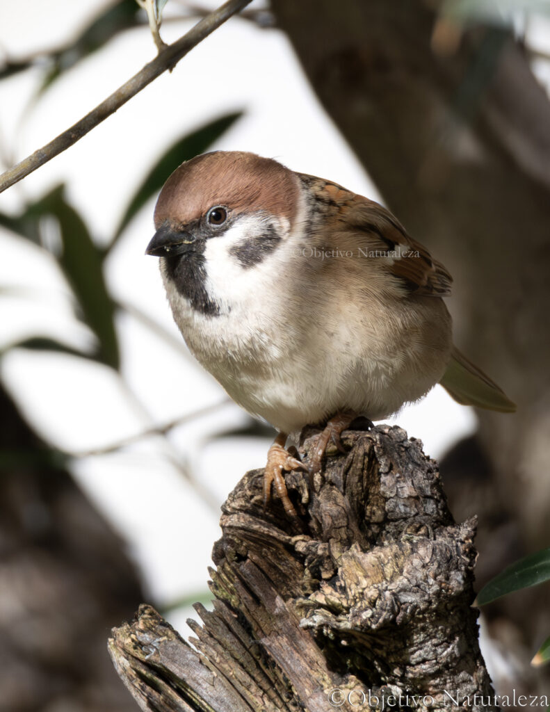 Gorrión molinero (Passer montanus)​​