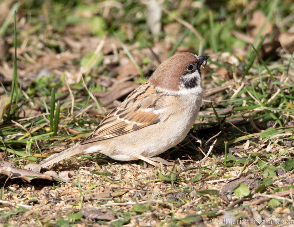 Gorrión molinero (Passer montanus)​​
