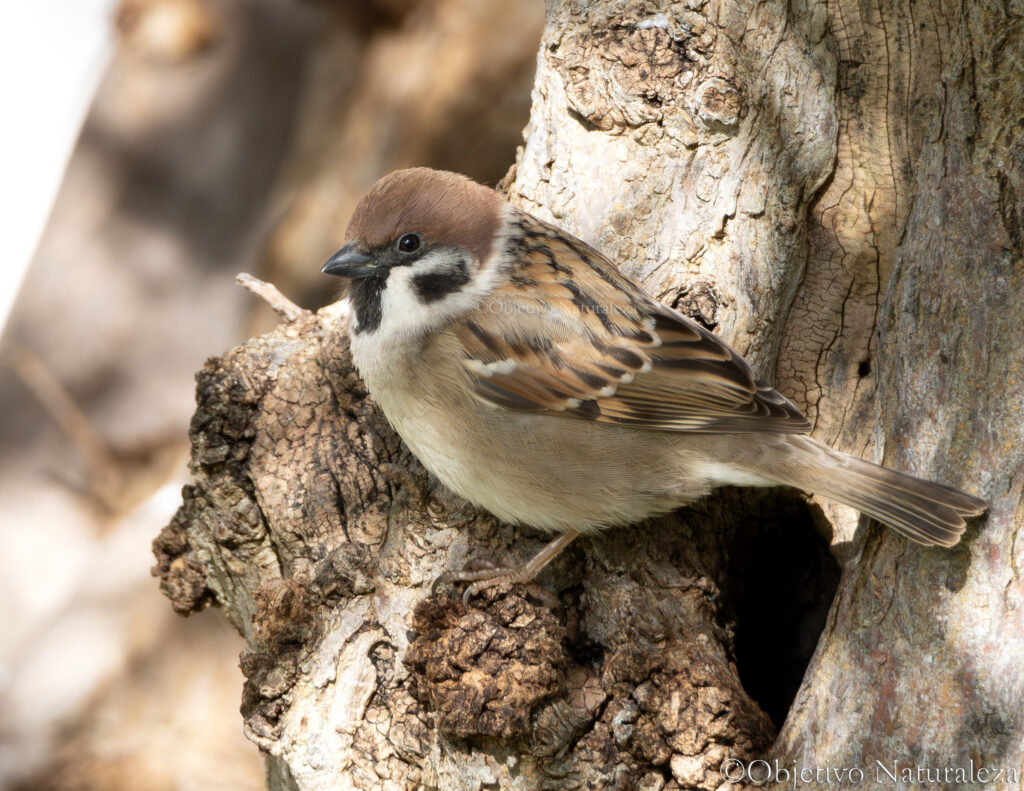 Gorrión molinero (Passer montanus)​​