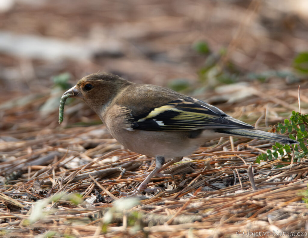 Pinzón vulgar(Fringilla coelebs)