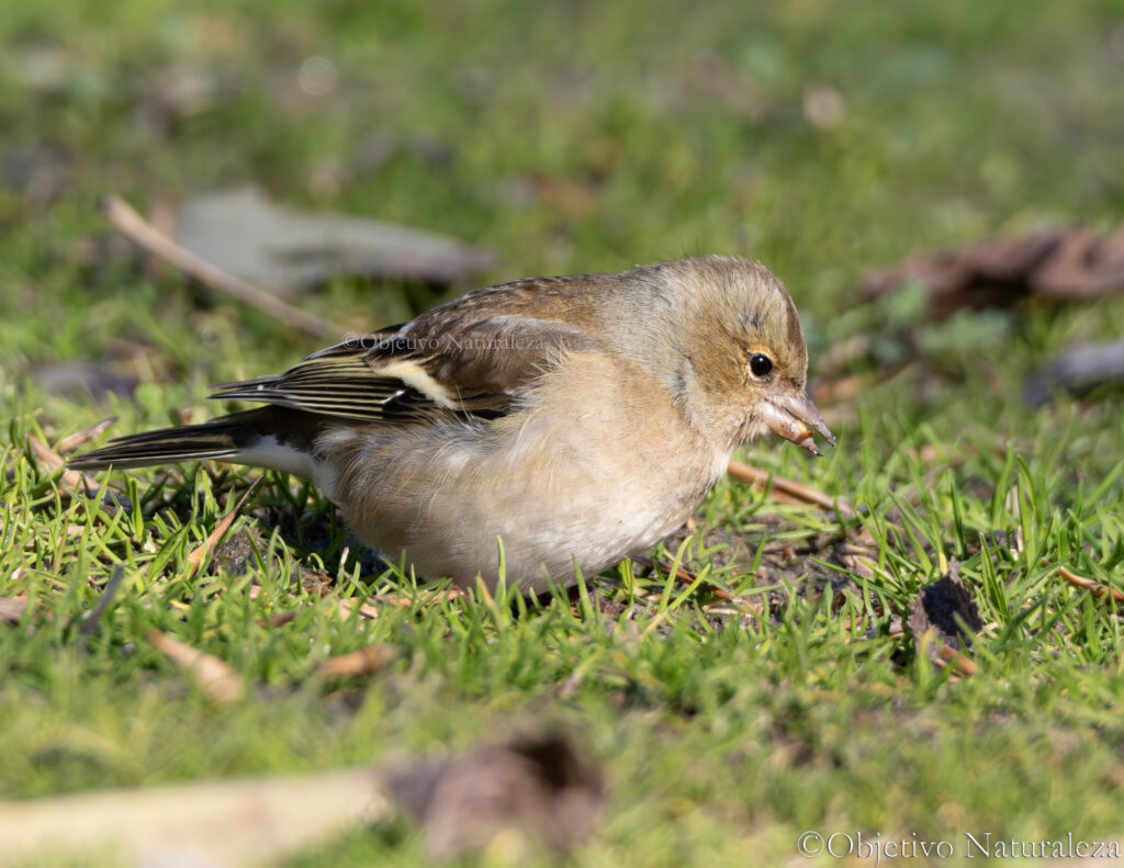 Pinzón vulgar(Fringilla coelebs)