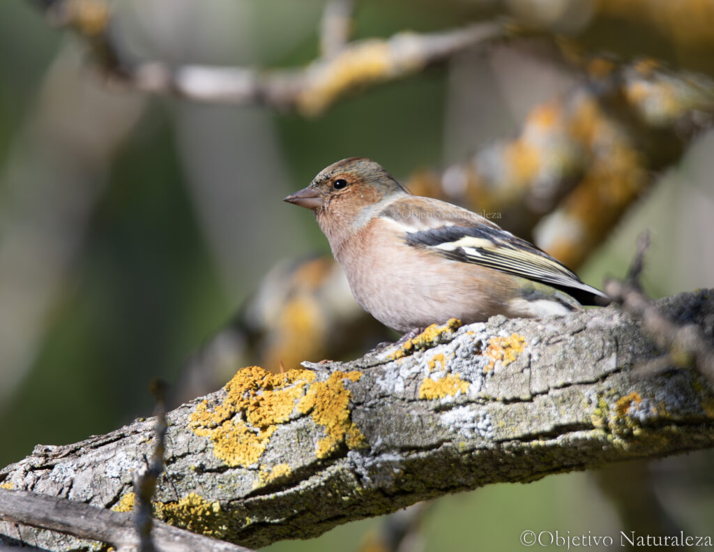 Pinzón vulgar(Fringilla coelebs)