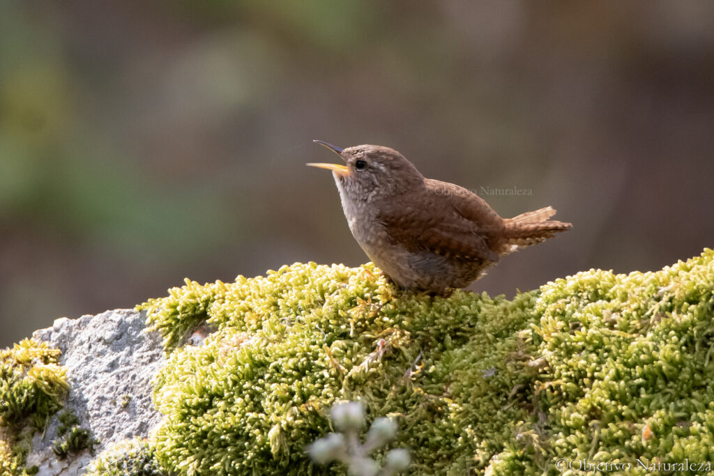 Chochín paleártico (Troglodytes troglodytes)​ 