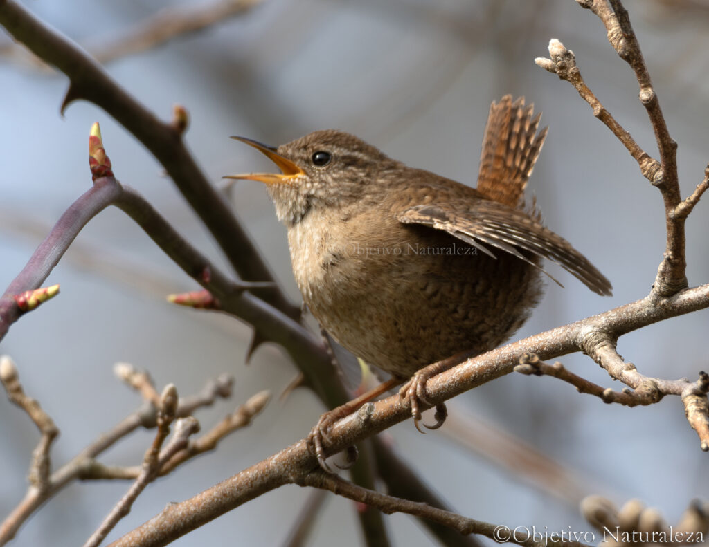 Chochín paleártico (Troglodytes troglodytes)​ 