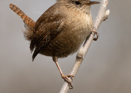 Chochín paleártico