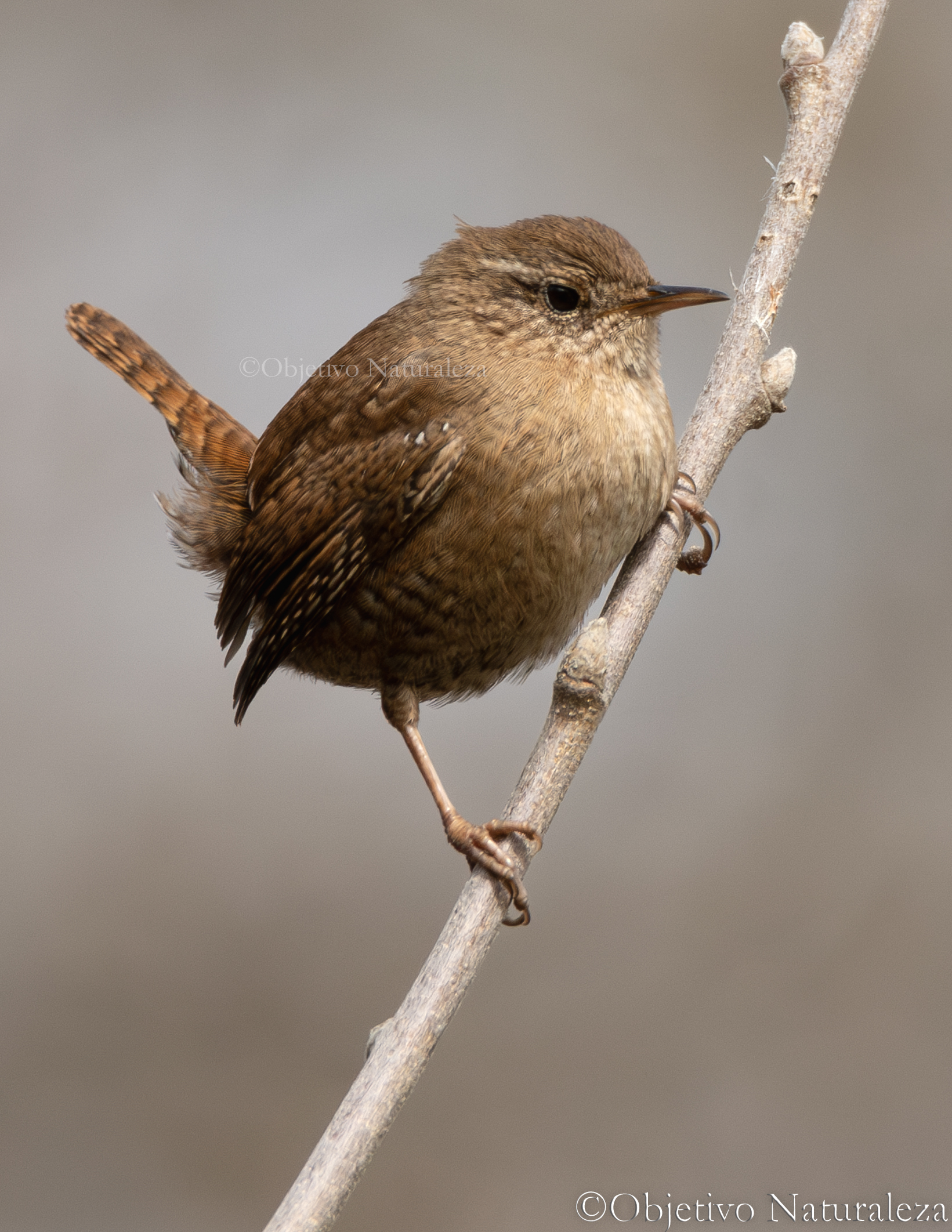 Chochín paleártico