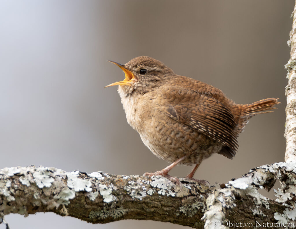 Chochín paleártico (Troglodytes troglodytes)​ 